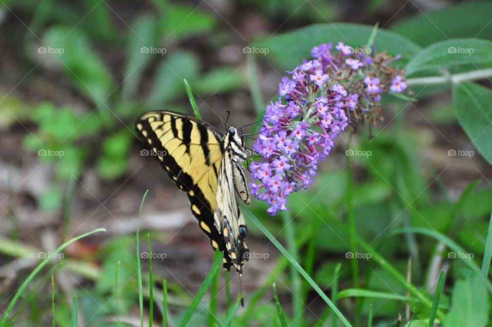 Yellow butterfly 