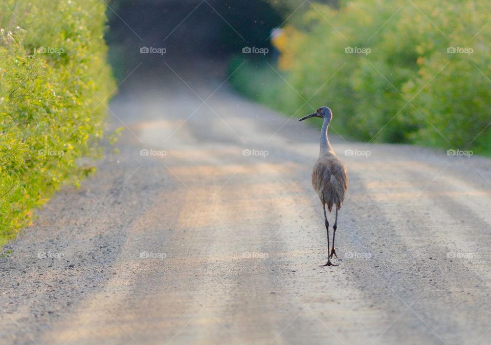 Sandhill Crane