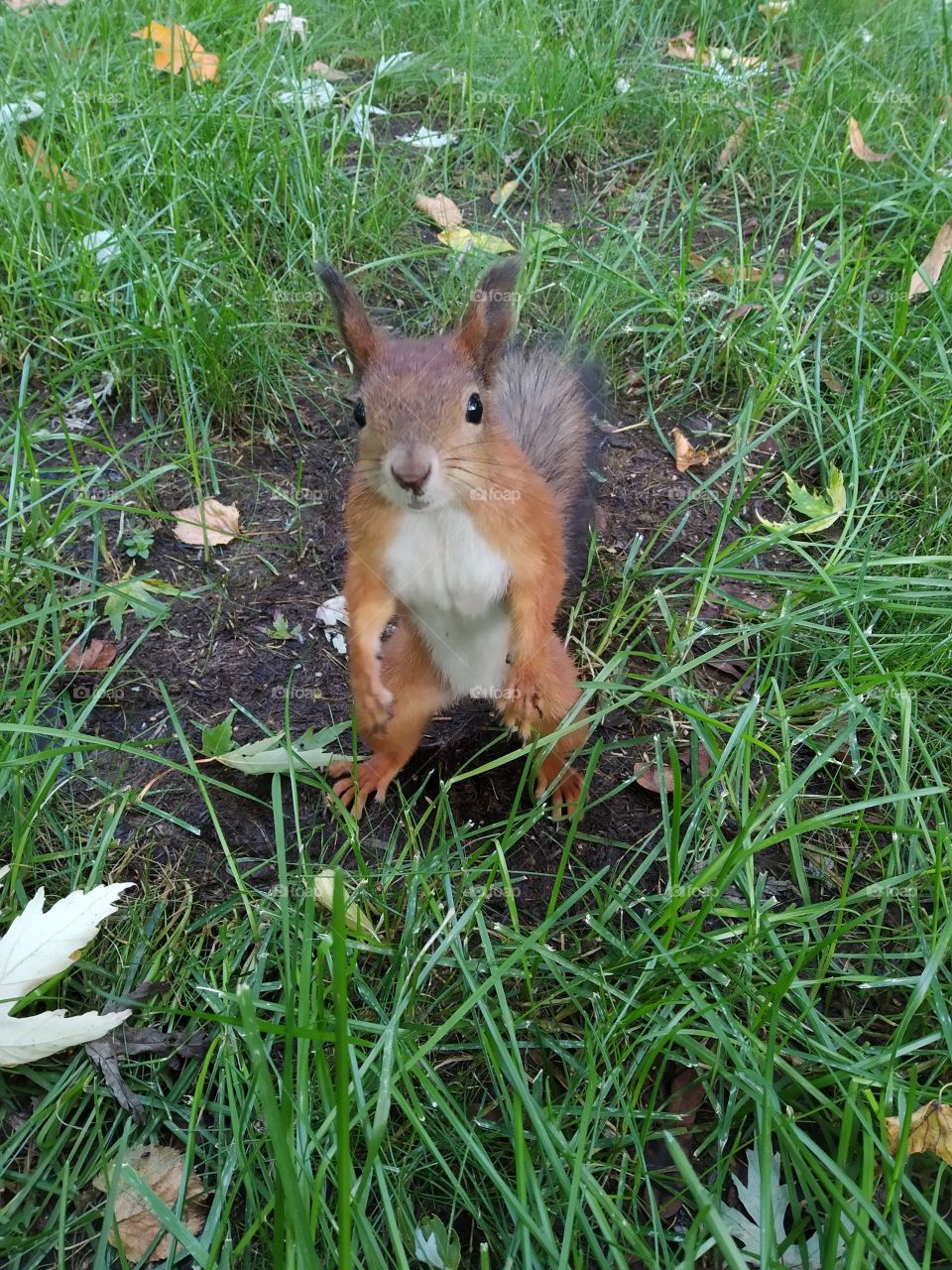 A small fluffy squirrel in a city park.
