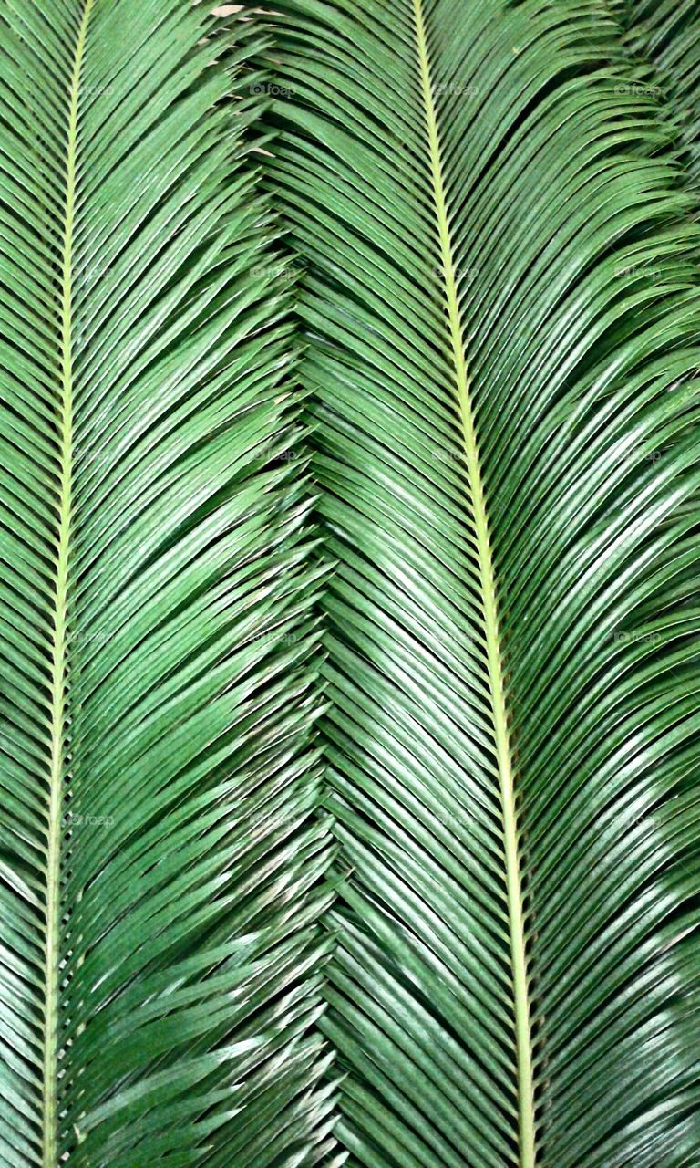 Large Sago palm leaves. These are fresh today from the flower market and they are absolutely beautiful.