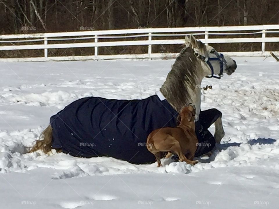 She thinks she's a horse