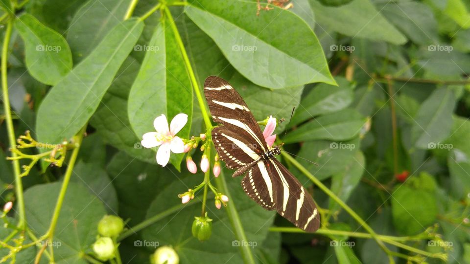 resting butterfly