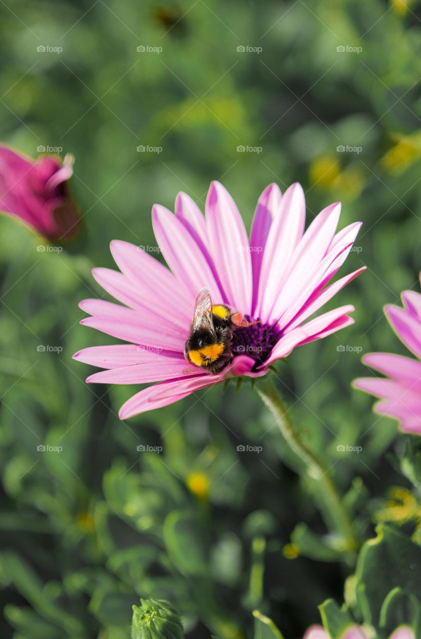 bee on the flower