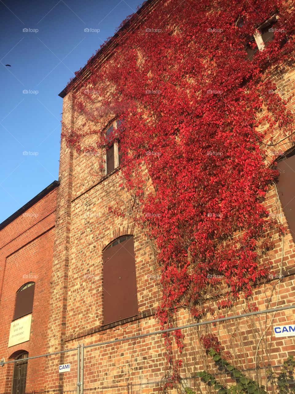 Autumn leaves on a brick wall