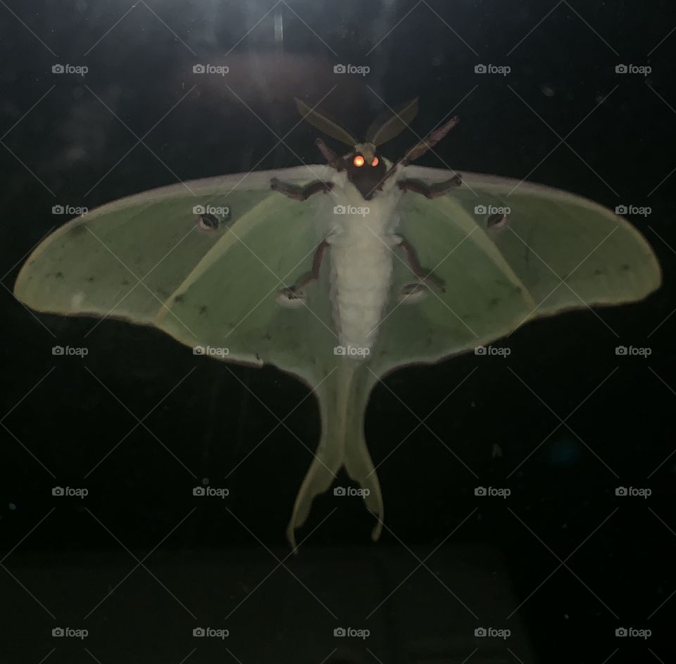 Devil moth 😂