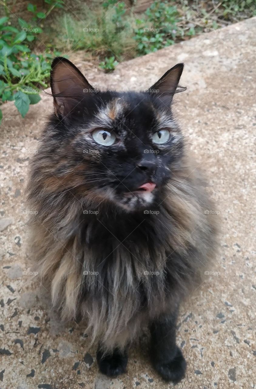 Kittens with tricolor coats are usually female and very cute!