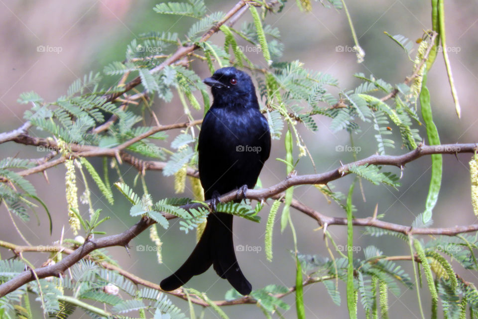 Black Drongo #Vadodara