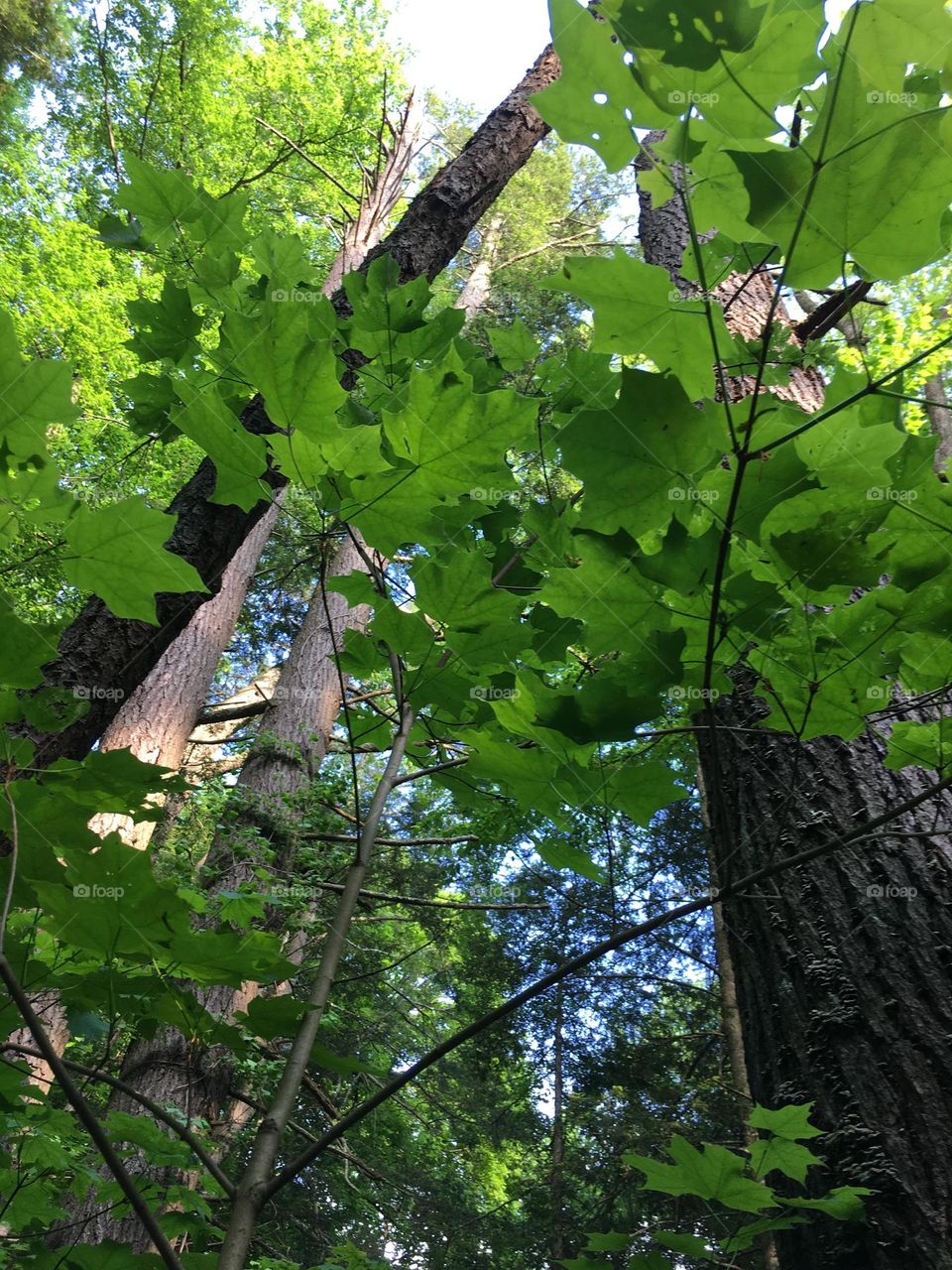 Trees from below