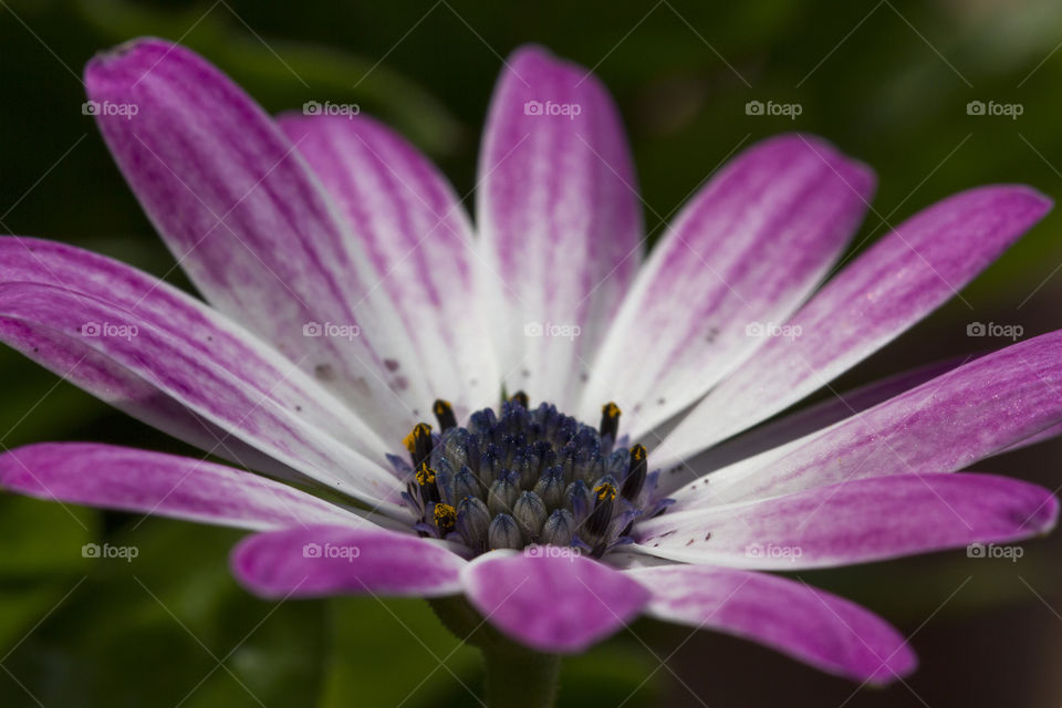 Purple flower