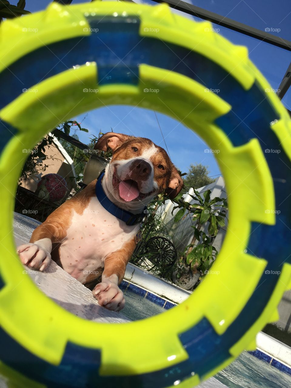 Portrait of a happy pitbull through his toy in the pool