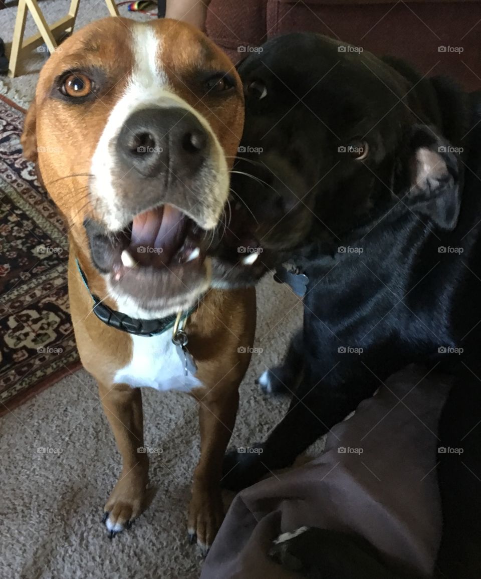 Ruthie Bader Ginsburg and Cosmo Kramer goofing off — let me bite your face, Ruthie!