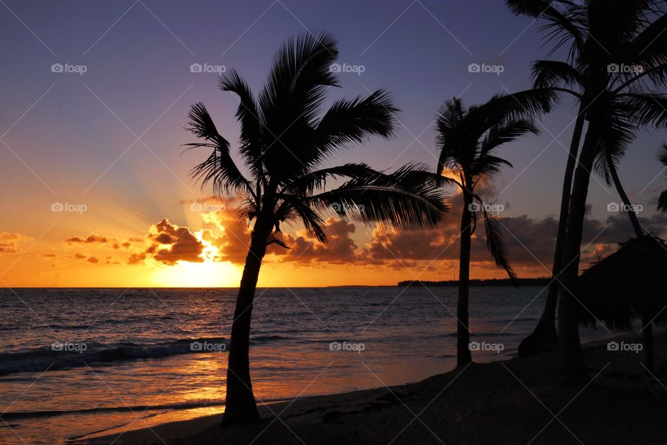 Silhouettes of palm trees on the beach at sunset