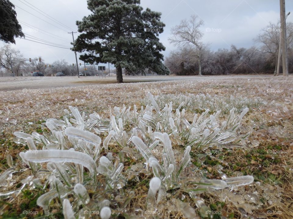 Ice Grass