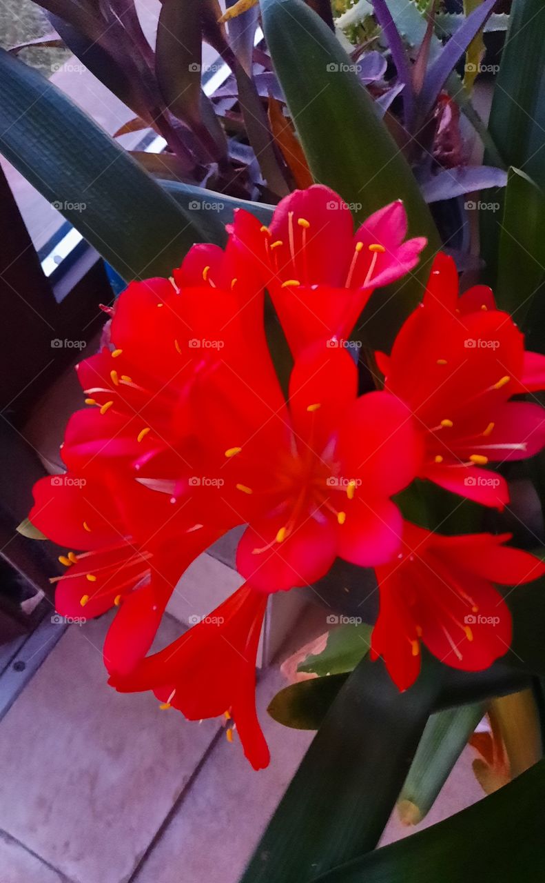 pop of color  - close-up  of crimson flovers of clivia flowers