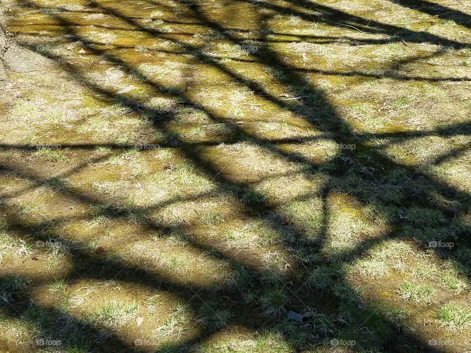 Shadow branches