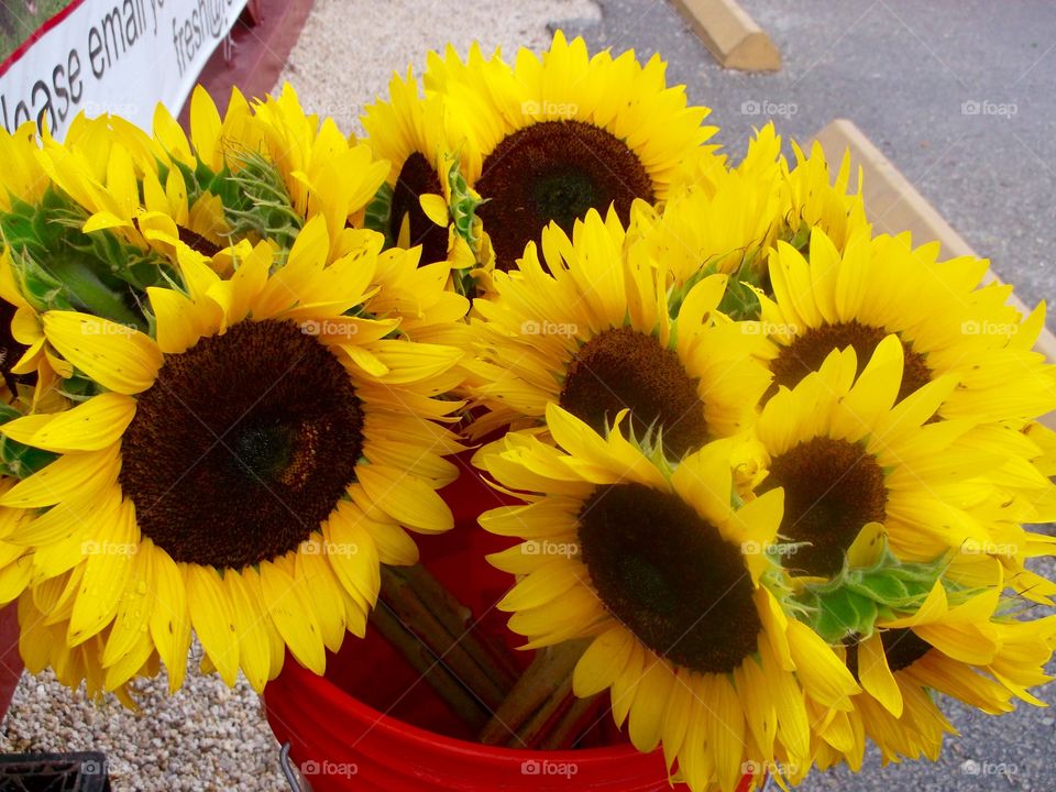 Sunflowers 