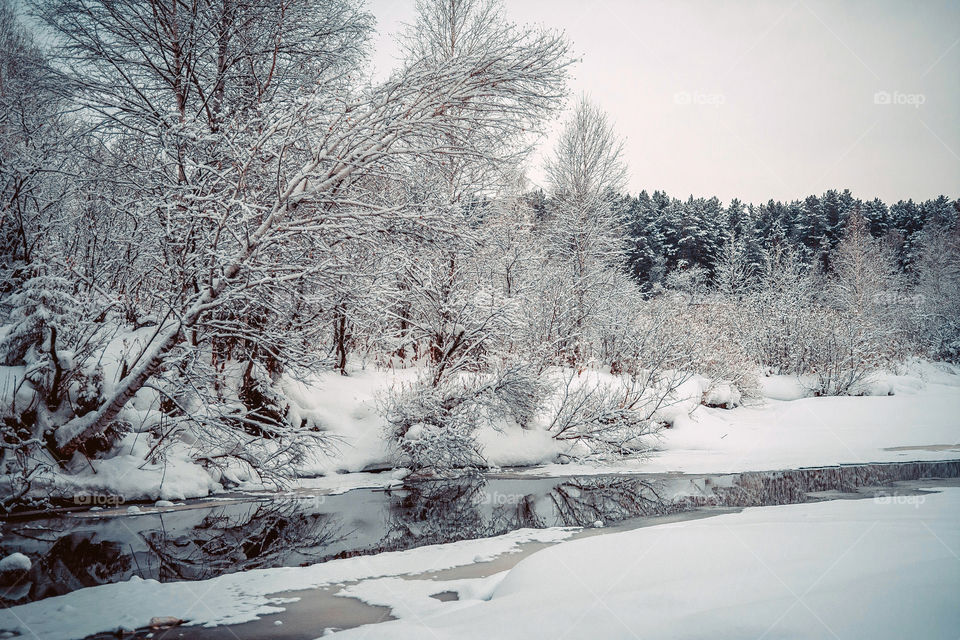 Snowy trees in forest