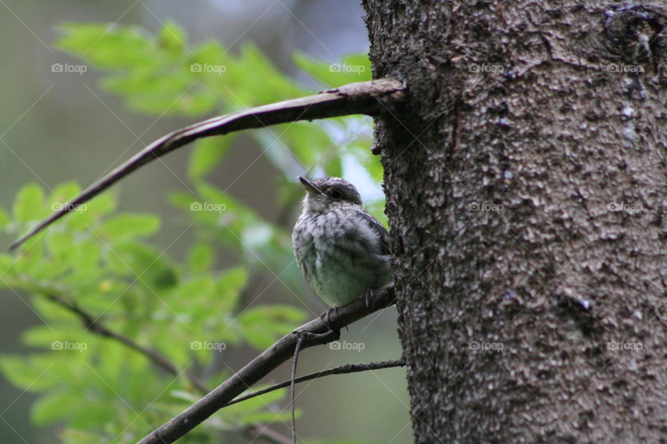 Bird on a tree branch