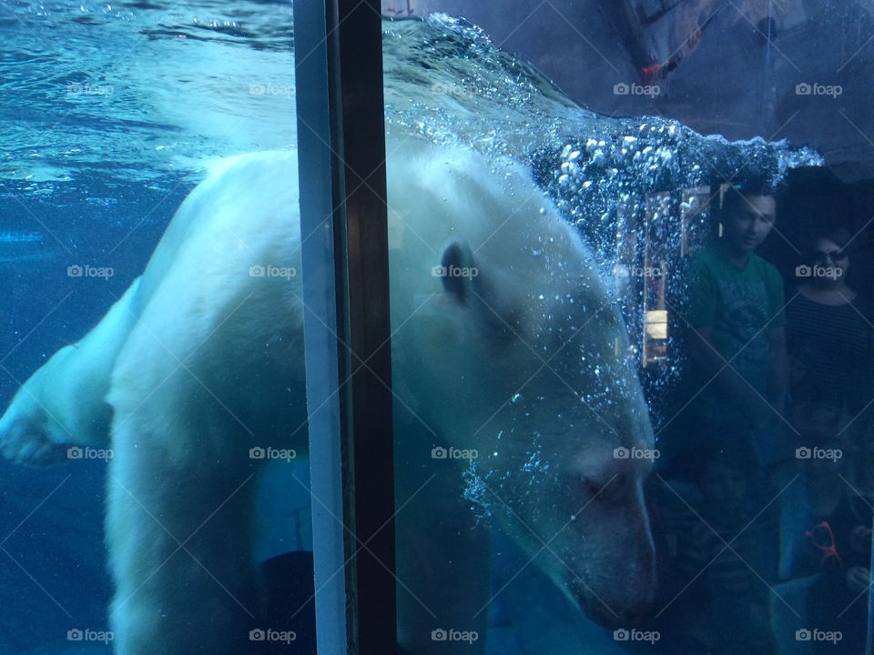 Polar bear swimming 