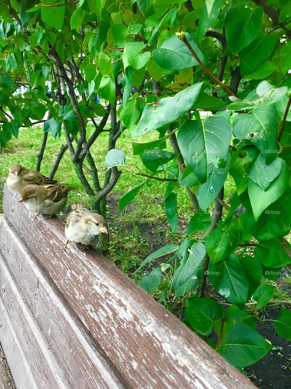 Birds and bench 