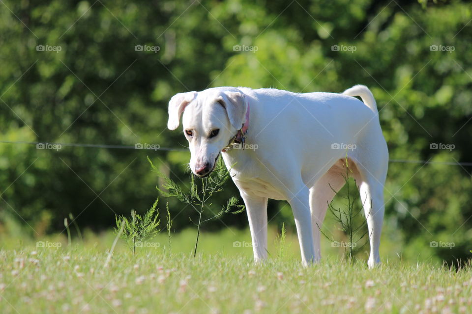 our adopted dog Elle eating asparagus on a hot summer day in the countryside