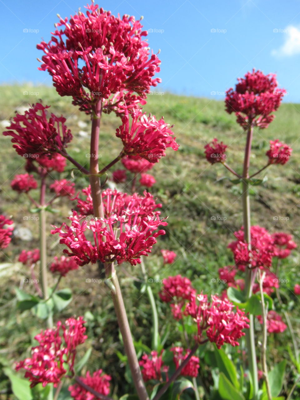 Valerian growing by the coast