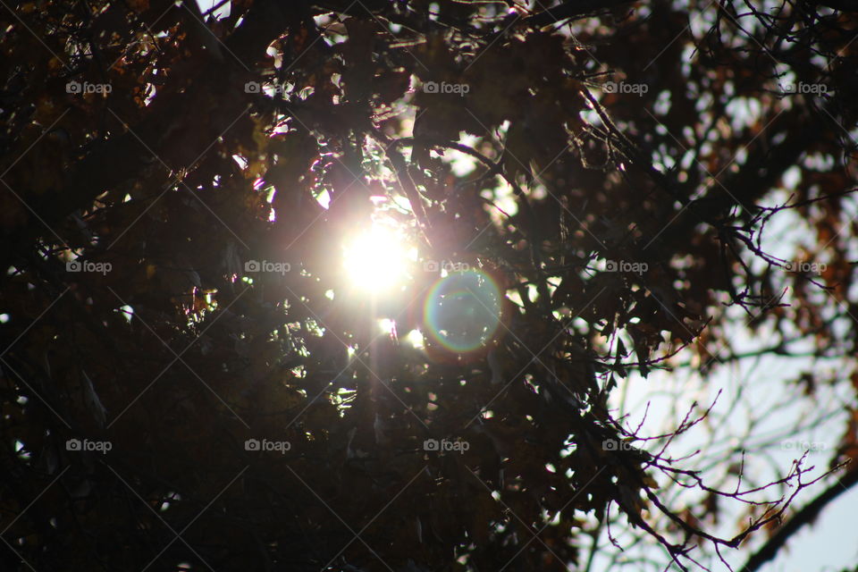 Sun through leaves
