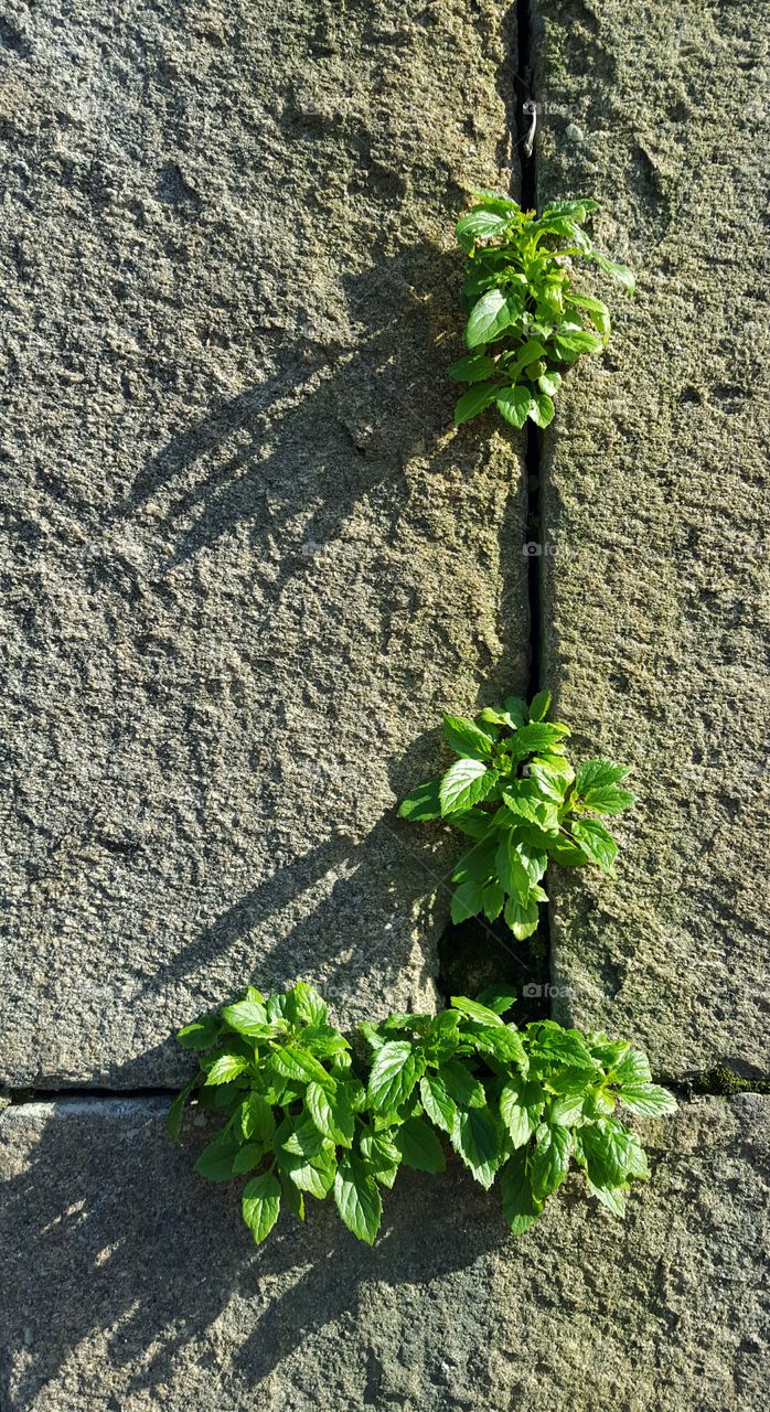 Life growing out of the wall of Santiago de Compostela cathedral.