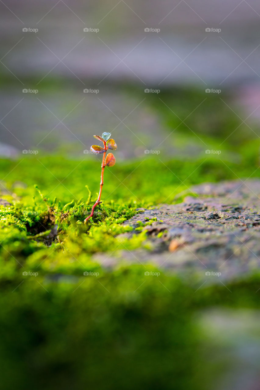 Signs of spring - new plants growing! Image of closeup of little plant growing from green moss in between bricks.