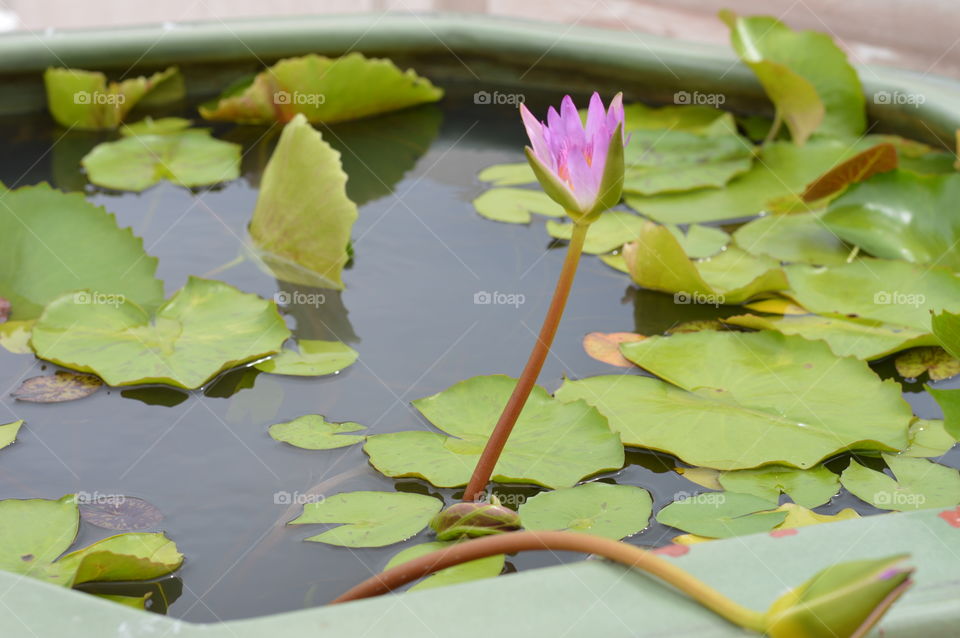 Lily pad flower