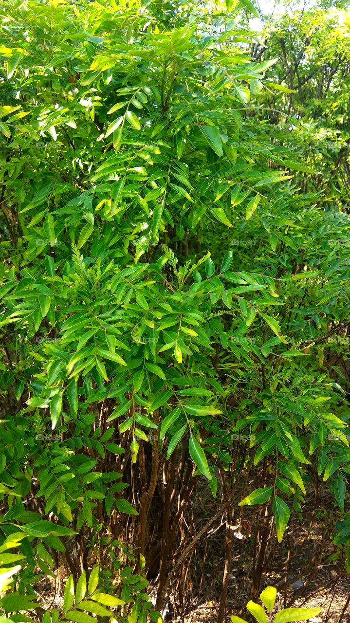 curry leaves green