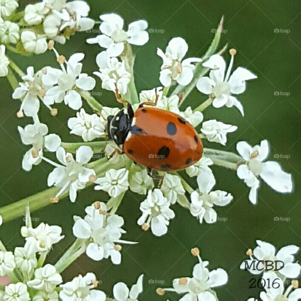 Ladybug