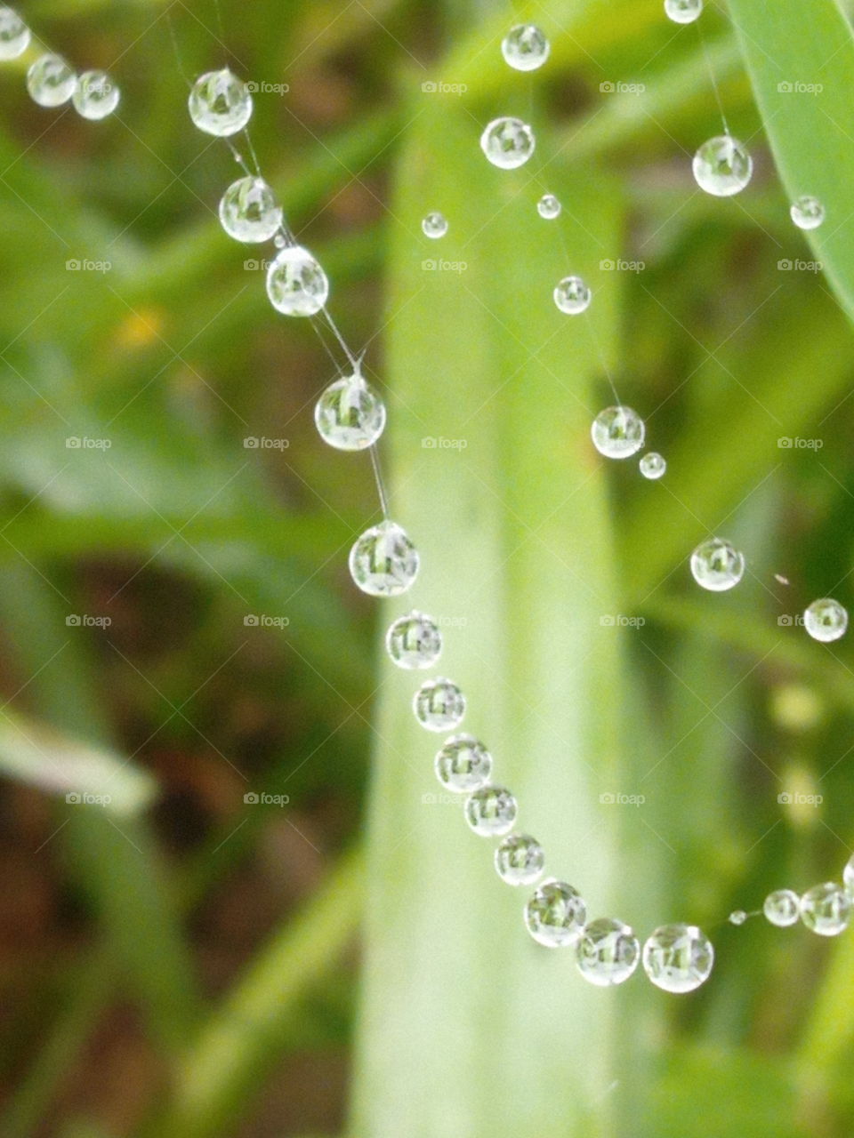 drops of rain