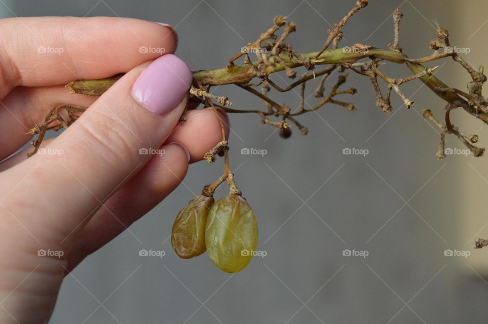 The girl is holding a bunch of ripe rotten grapes in her hand