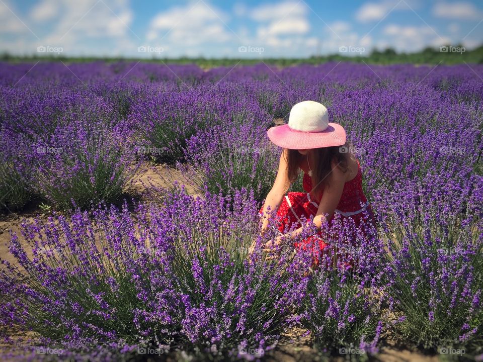 Lavender field