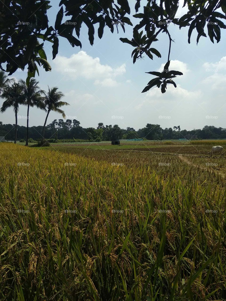 rice farming in rural