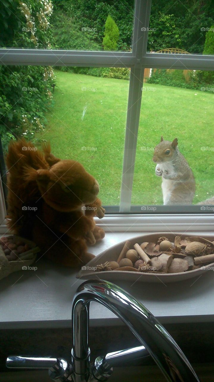 The Squirrel Brothers