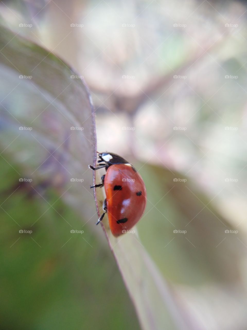 Ladybug on a leaf.