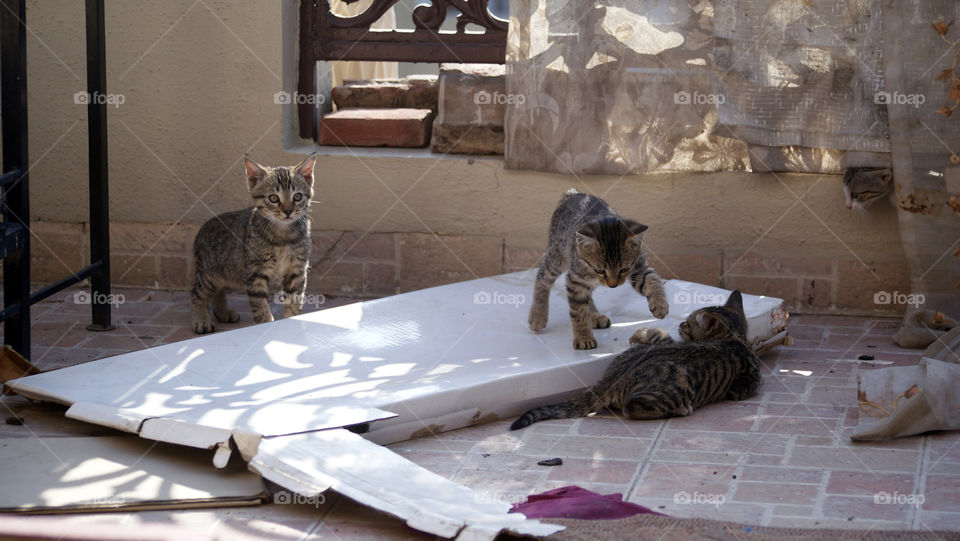 Four kittens enjoying themselves in the sun with random objects and give meaning to the moment.