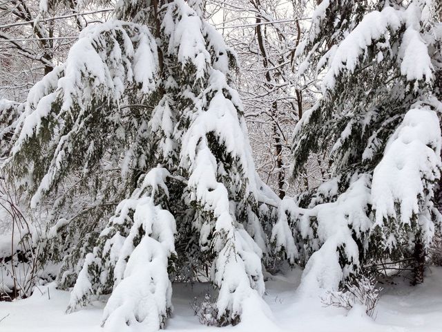 Snow Pines