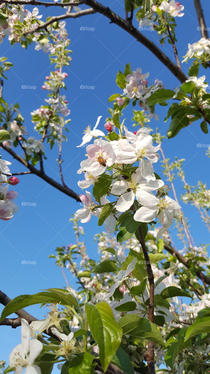 Bee in a apple tree