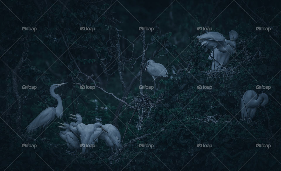 Nest of birds with puppies at dusk