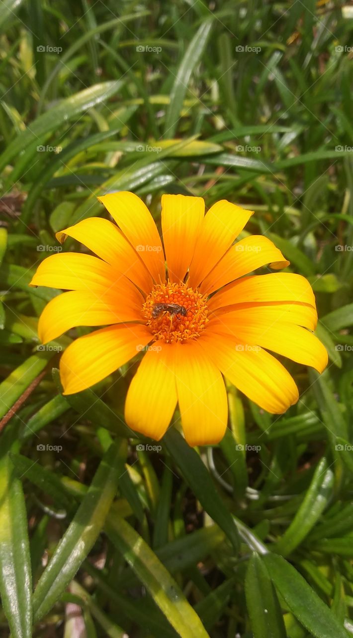 Yellow flower with a bee.
