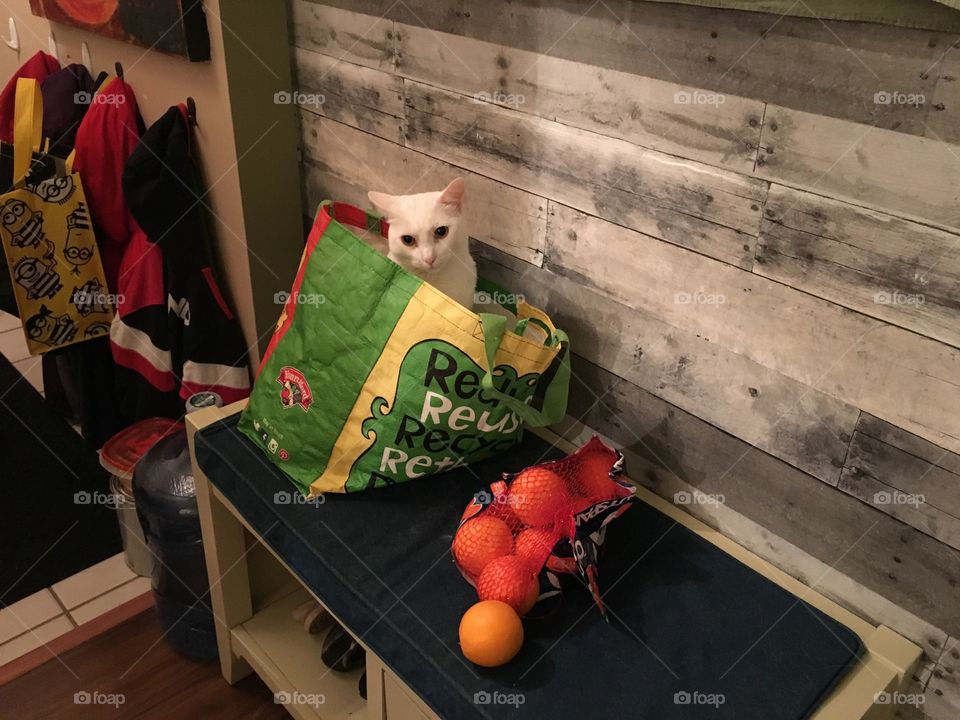 Cat shopping helper 