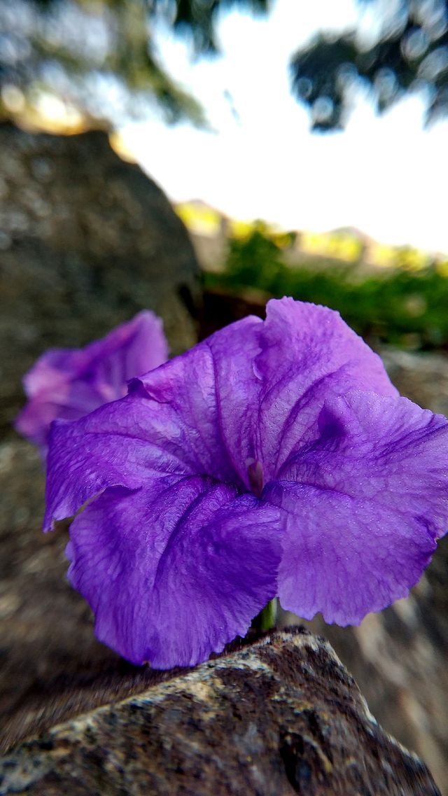 purple flower