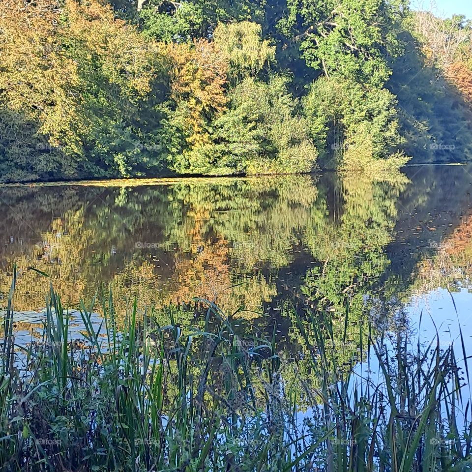 lake with crystal reflection of trees from a woodland nature late summer sun