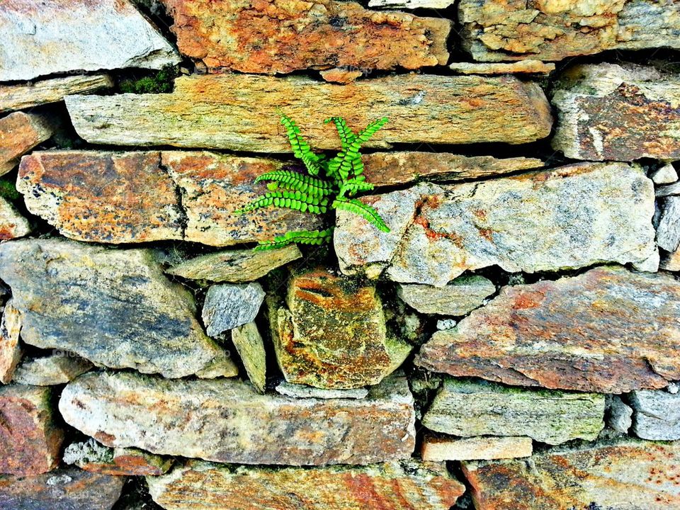 Nature Growing Out Of Stone