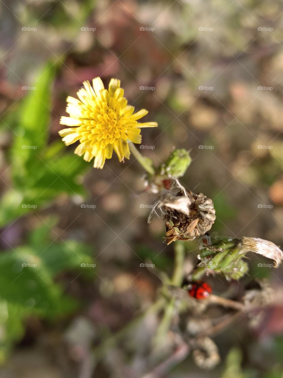 Common Sow Thistle