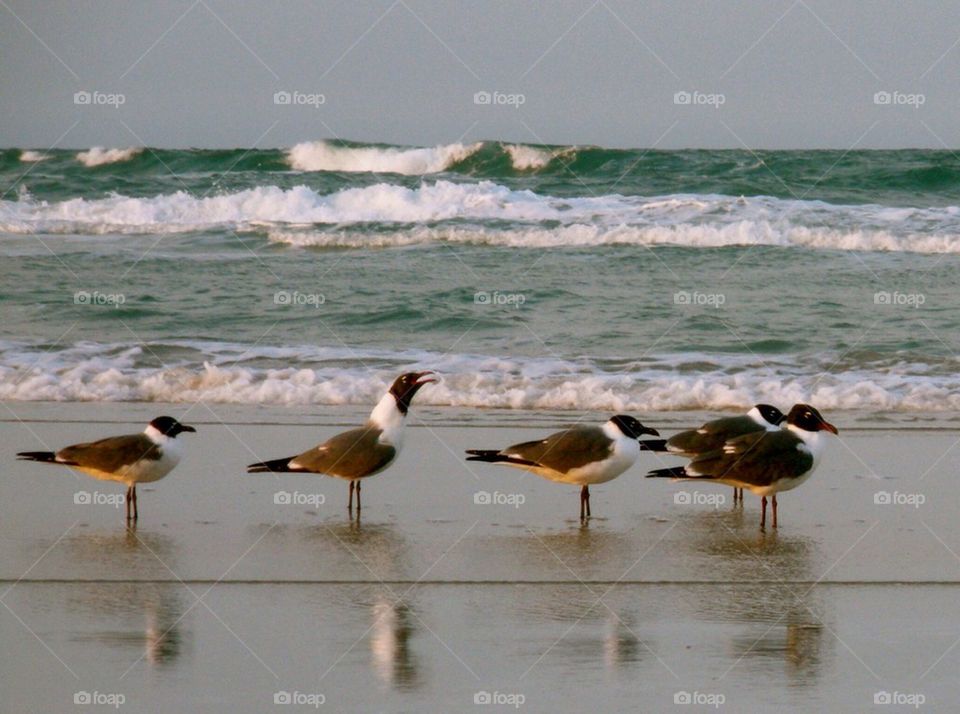 Laughing gull laughing at beach