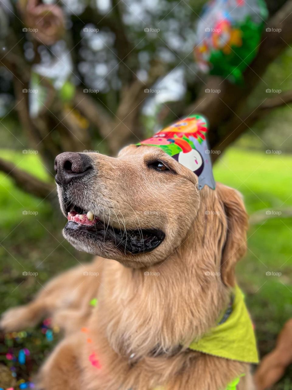 Dog birthday 